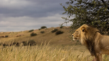male lion with the wind through his mane