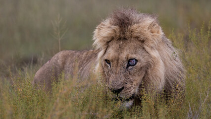 old male lion with a blue blind eye
