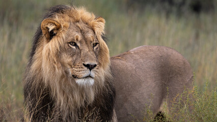 Mature black mane Kgalagadi lion