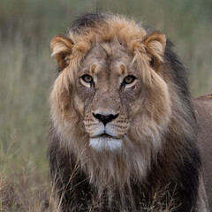 Mature black mane Kgalagadi lion