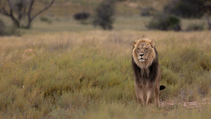 Mature black mane Kgalagadi lion