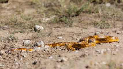 Cape cobra searching for his next meal