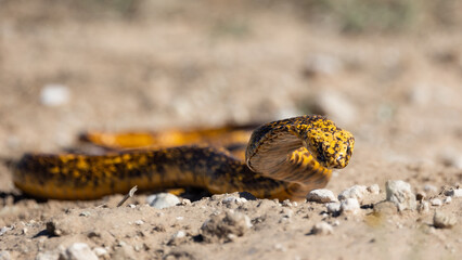 Cape cobra searching for his next meal