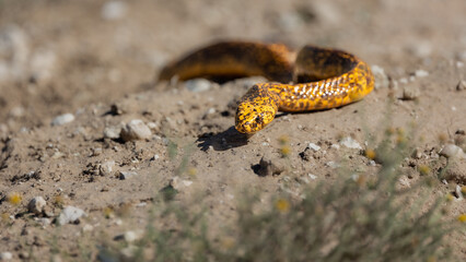 Cape cobra searching for his next meal