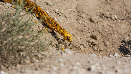 Cape cobra searching for his next meal