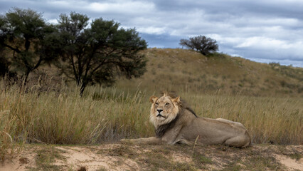 male lion with the wind through his mane