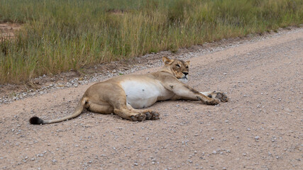 big lioness on the road