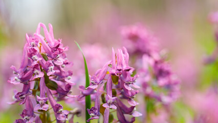 Obraz premium Corydalis solida close-up. Purple corydalis flower on a blurred background. Spring concept