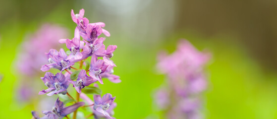 Corydalis solida close-up. Purple corydalis flower on a blurred background. Spring concept