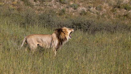 Big mature black mane lion in the wild