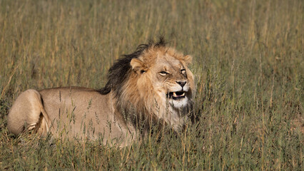 Fototapeta na wymiar Big mature black mane lion in the wild
