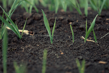 Young shoots of green barley. Selective focus.