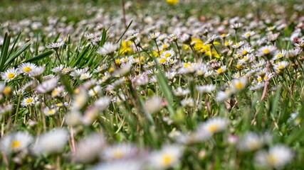 wild flowers in spring season