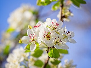 tree colorful flowers