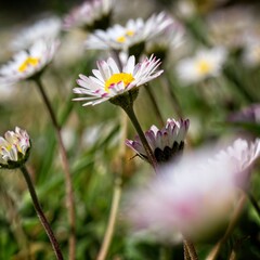 wild daisies in a field