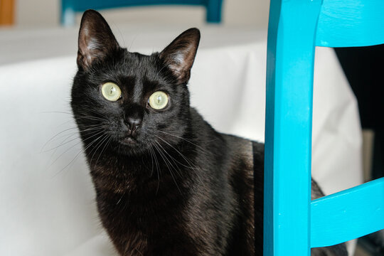 Le chat noir