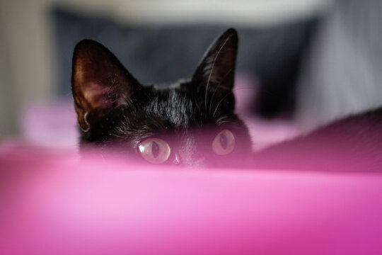 Le chat noir