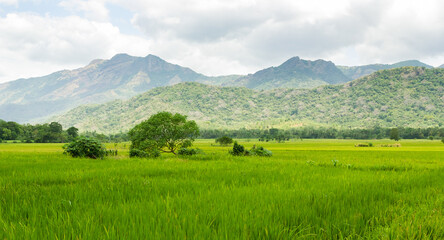 Fototapeta na wymiar Rice fields in Sri Lankan hill country
