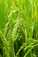Fototapeta na wymiar Colseup of rice plants in paddy field, rural Sri Lanka