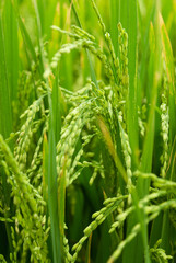 Colseup of rice plants in paddy field, rural Sri Lanka