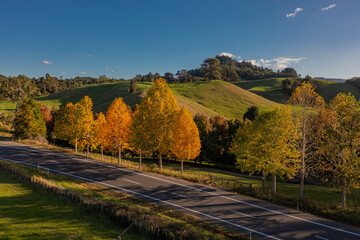 New Zealand Autumn Landscape