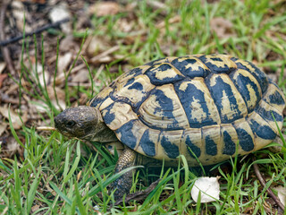 Earthen turtle in the mountain forest.