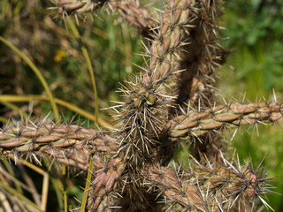 (Cylindropuntia imbricata) Branches cylindriques de cholla à segment imbriqués, cactus rustique...