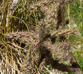 Cylindropuntia imbricata - Cholla ou oponce imbriqué, plante exotique aux tiges cylindriques...