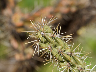 (Cylindropuntia imbricata) Gros plan sur une branche ou article cylindrique de cholla, cactus rustique ou oponce imbriqué aux longues épines acérées