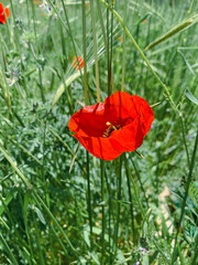 Red poppy flower symbolises love and martyr people in the world. 
