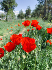 Red poppy flower symbolises love and martyr people in the world. 