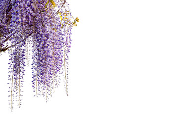 Wisteria flowers branch isolated on white, copy space, ideal for greeting cards and banner or label...