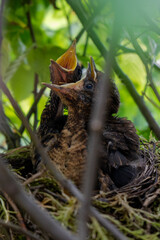 Amsel Kücken im Nest