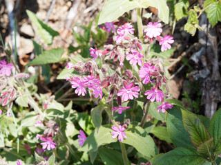 Silene dioica or red campion, wild plant of pink or carnation family growing on wet field in the southern Black Forest in germany