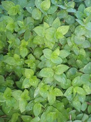 Fototapeta premium green leaves background