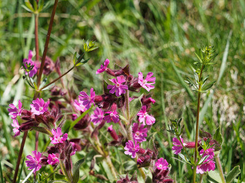 Silene dioica - Red campion or red catchfly