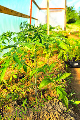Young tomato seedlings grow in a greenhouse in spring, sunlight, selective focus,