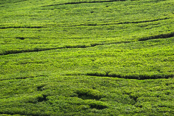 Tea plantation, Nuwara Eliya, Sri Lanka