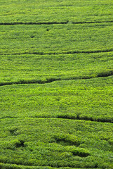 Tea plantation, Nuwara Eliya, Sri Lanka
