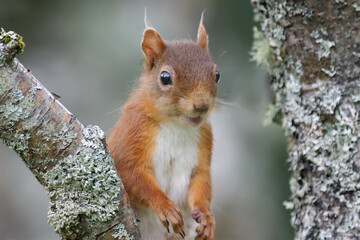 Red Squirrel (Sciurus vulgaris).  Taken in the Scottish Highlands.