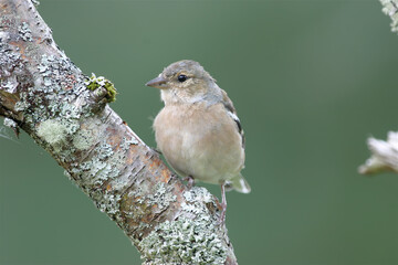Female Chaffinch in Tree