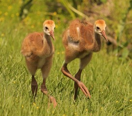 Sandhill crane baby chicks colts sweetwater wetlands park gainesville Florida