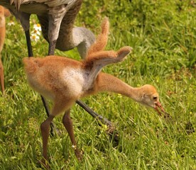 Sandhill Crane Baby Chick Colt in Flight Training