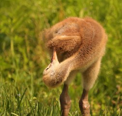 World's Cutest Sandhill Crane Baby Chick Colt Preening