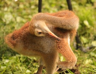 World's Cutest Sandhill Crane Baby Chick Colt Preening © onewildlifer