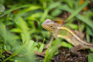 The Great Invader: Oriental Garden Lizard 