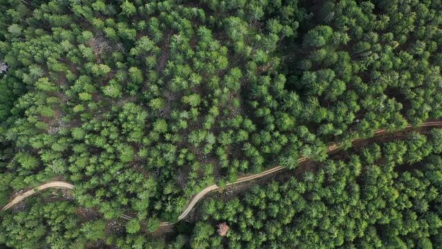 A hiking path in the middle of green pine and fir forests, in Europe, in France, in Corsica, towards Ajaccio, by the Mediterranean Sea, in summer, on a sunny day.