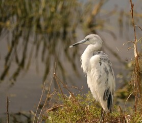 Reddish Egret Breeding Plumage Juvenile Little Blue Heron
