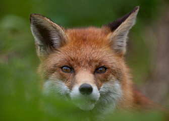 Red Fox (Vulpes vulpes) Hiding