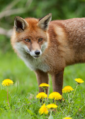 Red Fox (Vulpes vulpes) Standing